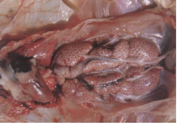 long8-Áú8(¹ú¼Ê)Ψһ¹Ù·½ÍøÕ¾